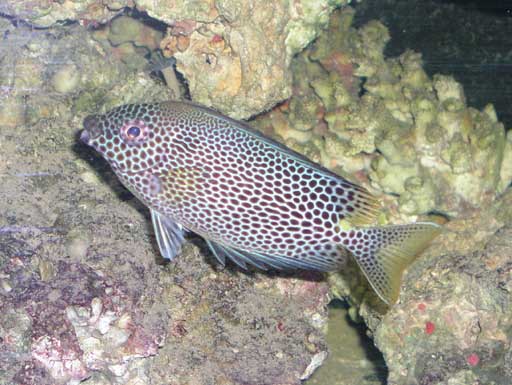 SIGANUS PUNSTATUS